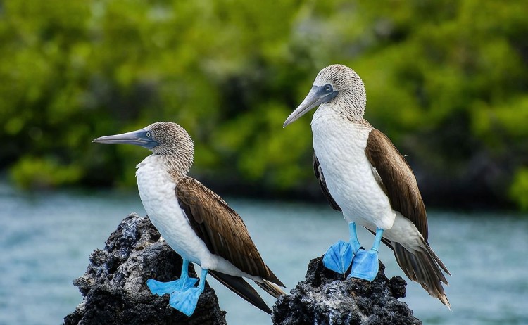 Galapagos iconic blue footed boobies