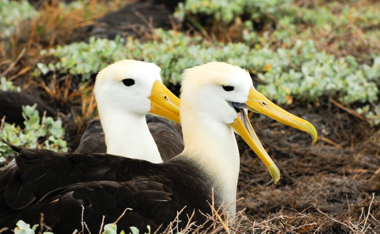yellow headed waved albatross native to the galapagos islands