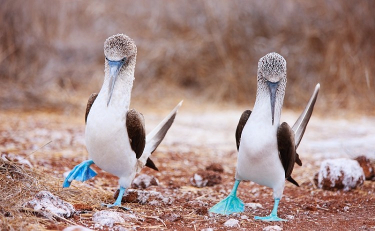 Blue Footed Boobies shutterstock 141585535 800