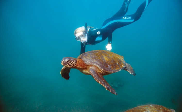 Snorkel with Sea Turtle cmyk WestonWalker Integrity
