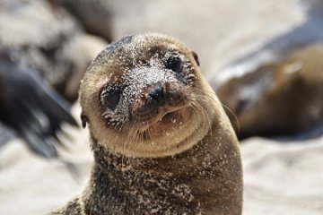 Galapagos: Integrity | 8 days