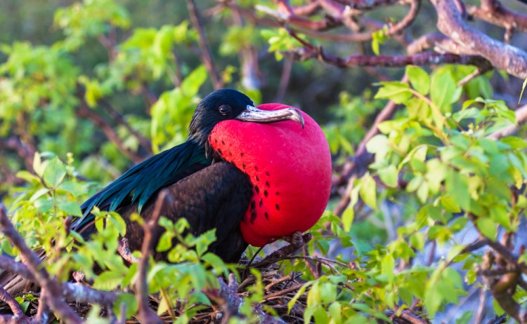 shutterstock 1136527616