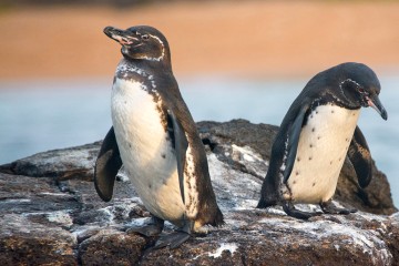 Galapagos: Isabela II | 5 days Northern