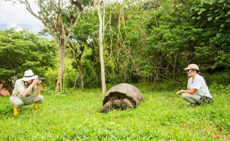 Turtle from metropolitan