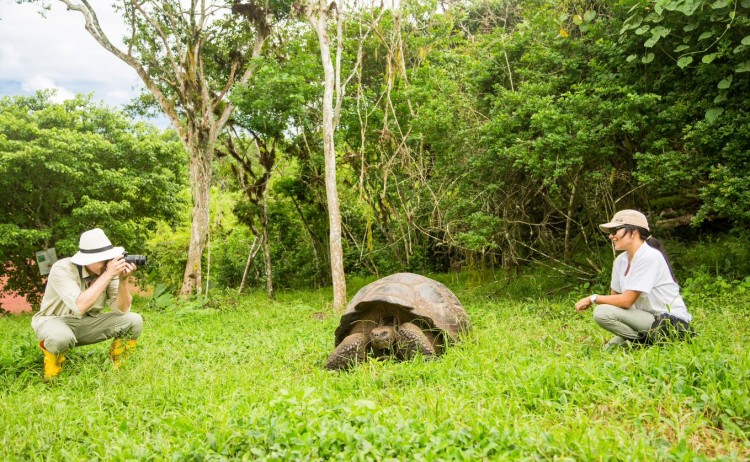 Turtle from metropolitan