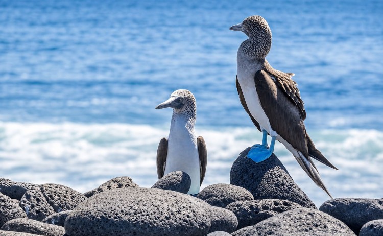 Galapagos Island Hopping the iconic blue footed booby