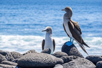 Galapagos Island Hopping | 4 days