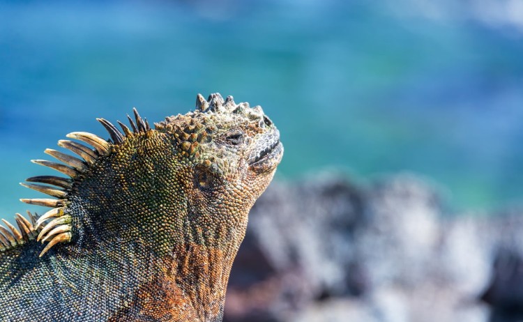 Marine iguana basking on the shore of the Galapagos Island