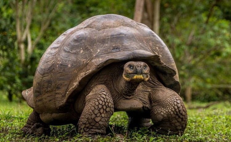 Traditional animal in Galapagos Island the Giant Tortoise