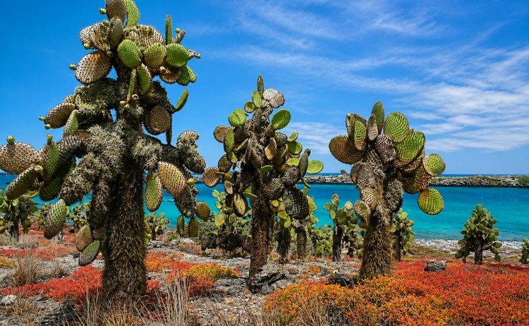 Galapagos Island hopping cactuses in Galapagos