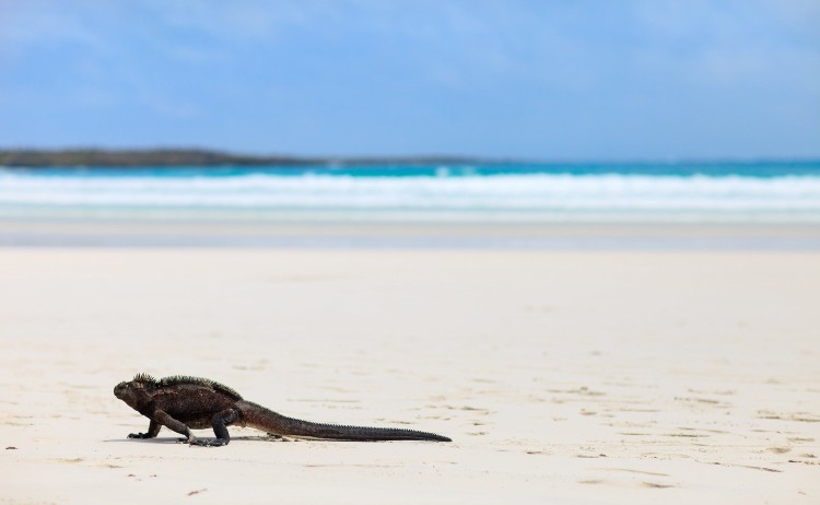 Galapagos marine iguana