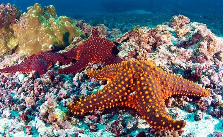 Vibrant marine creatures in the Galapagos