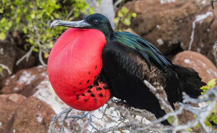 great frigate bird galapagos islands