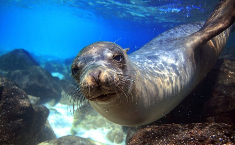 sea lion in Galapagos