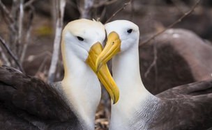 Galapagos Albatross 5 Metro