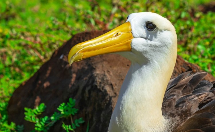 Galapagos Island portrait of waved Albatross