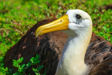 Galapagos Islands: Family Adventure 2025 & 2026
