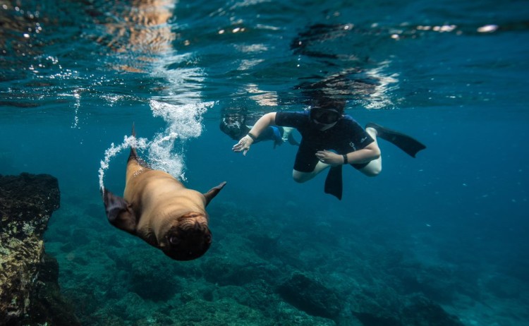 Champion Floreana 32 Metro