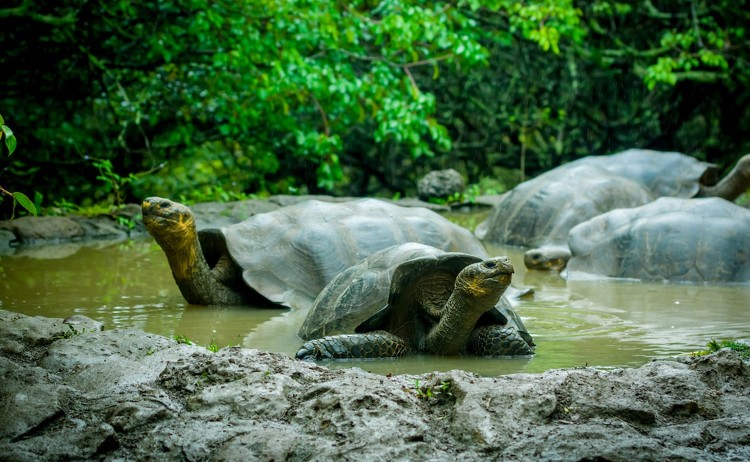 Galapagos 3