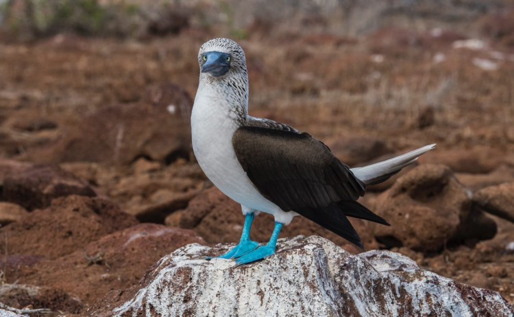 Blue footed Booby 4 Metro
