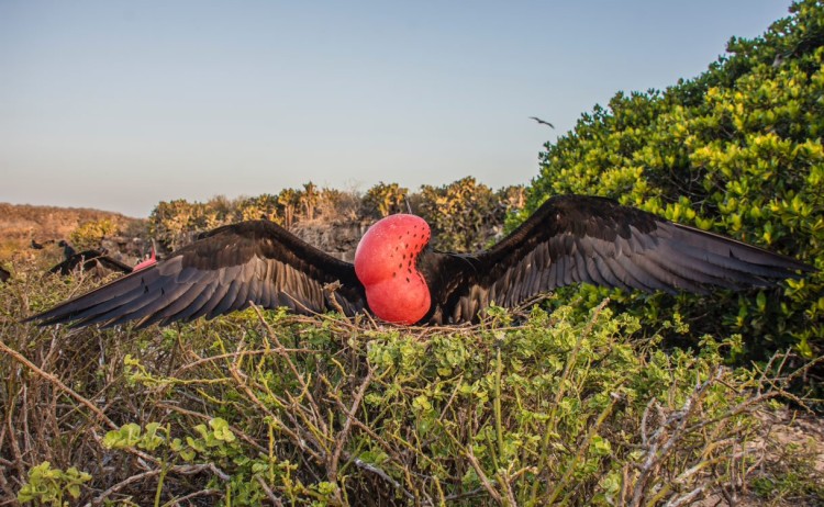 Frigatebirds Great and Magnificent 2 Metro