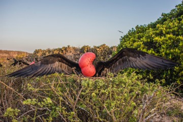 Galapagos: La Pinta | 7 days Darwins Legacy