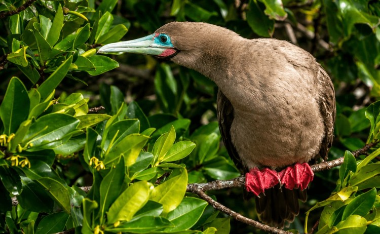 Galapagos cruise red footed booby