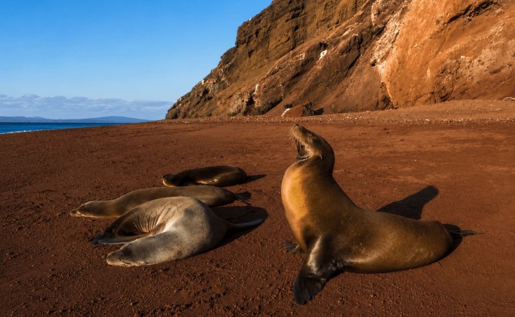 Legend cruise group of seals spotted in Rabida Island Galapagos