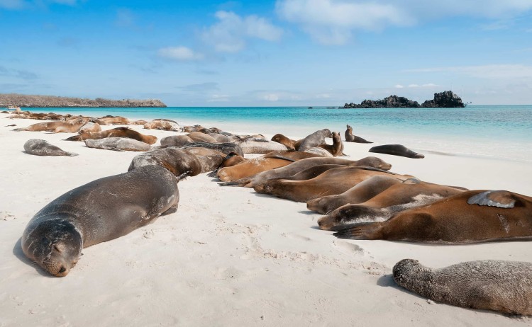 Legend group of seals resting in the sandy shore of Galapagos