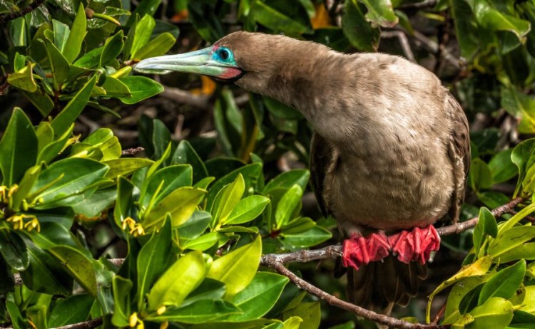 galapagosbirds redfootedbooby5 Go Galapagos