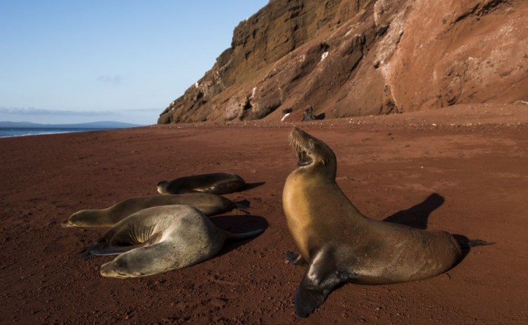 galapagosislands rabida3 Go Galapagos