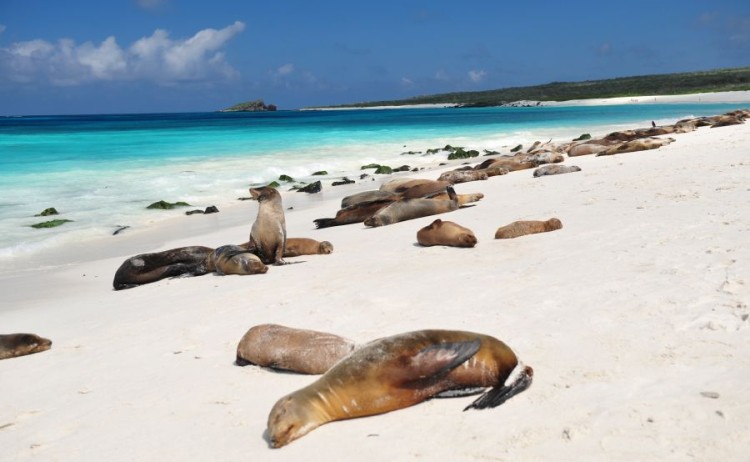 galapagosmammals sealion2 Go Galapagos