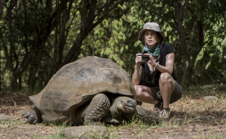 galapagosreptiles gianttortoises4 Go Galapagos