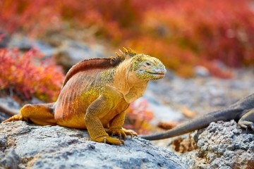 Galapagos: MS Santa Cruz II In Darwin's Footsteps
