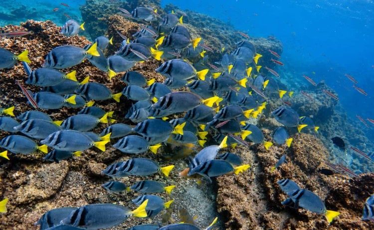Galapagos Island marine life