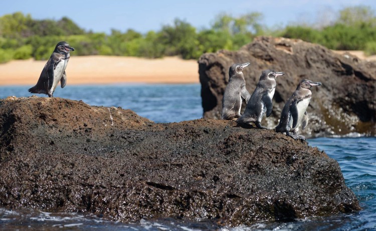 Galapagos island playful Penguins