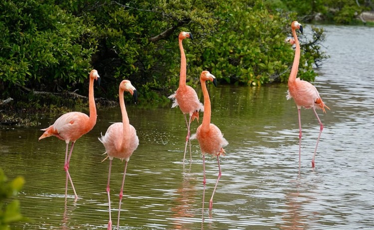 Monique Galapagos flamingo