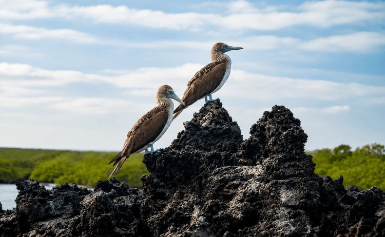 Monique galapagos boobies