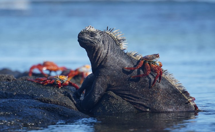 golden galapagos iguana crab