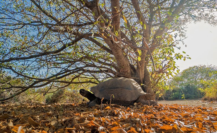 golden galapagos tortoise