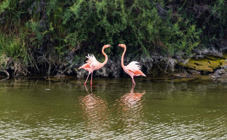Flamingoes in Galapagos 519211129 800