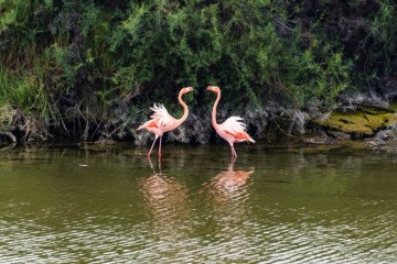 Galapagos: Monserrat | 7 days 