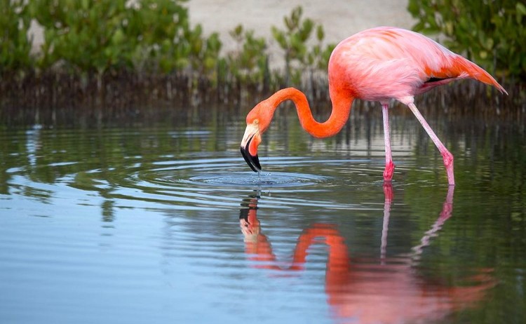 Flamingoes in Galapagos