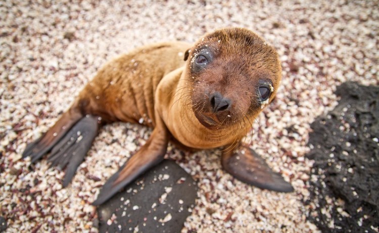 Galapagos Sea Lion shutterstock 112701109 800