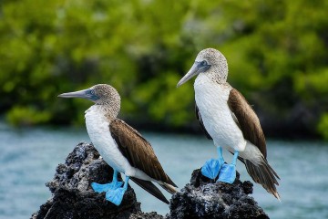 Galapagos: Monserrat | 7 days 
