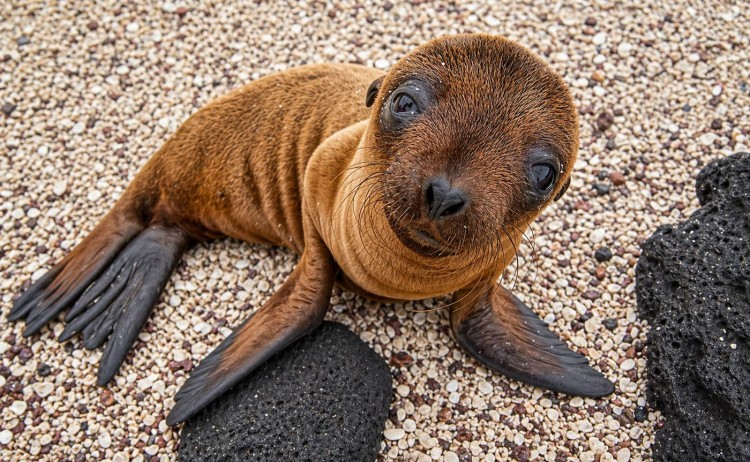 Galapagos pup seal