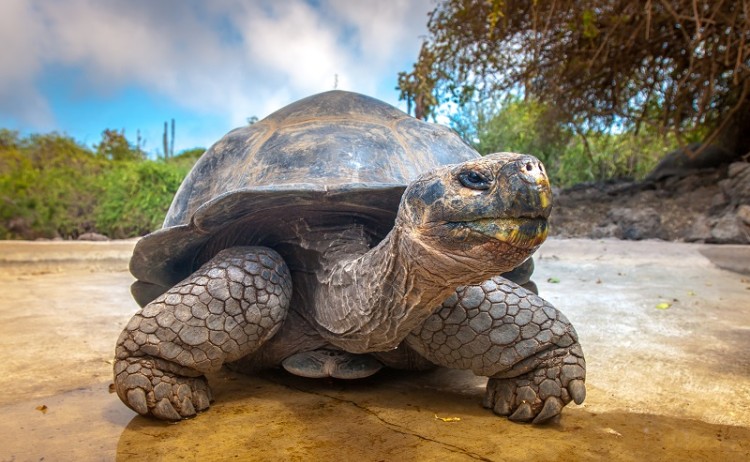 Galapagos tortoise 682808902 800