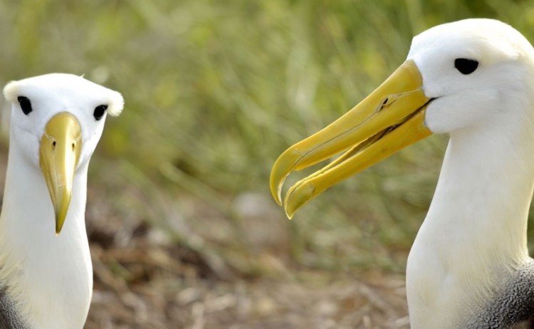 galapagos albatros Royal Galapagos