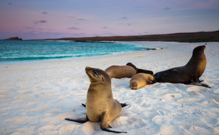 Galapagos Seals