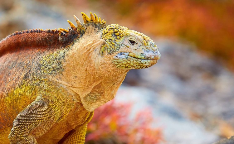 Galapagos iconic land iguana